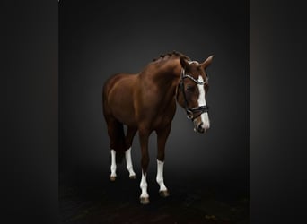 German Riding Pony, Mare, 5 years, 14.1 hh, Chestnut-Red