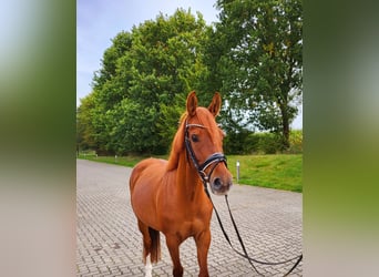 German Riding Pony, Mare, 5 years, 14,1 hh, Chestnut-Red