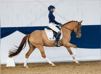 German Riding Pony, Mare, 5 years, 14,1 hh, Chestnut-Red