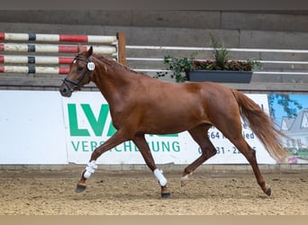 German Riding Pony, Mare, 5 years, 14.1 hh, Chestnut-Red