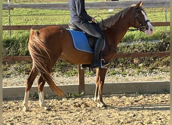 German Riding Pony, Mare, 5 years, 14.1 hh, Chestnut-Red