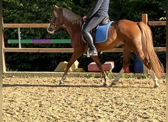 German Riding Pony, Mare, 5 years, 14.1 hh, Chestnut-Red