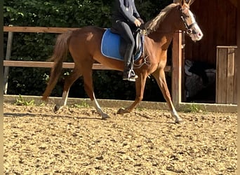 German Riding Pony, Mare, 5 years, 14.1 hh, Chestnut-Red