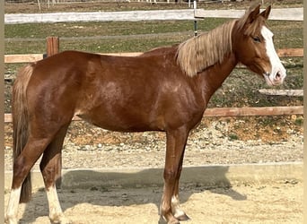 German Riding Pony, Mare, 5 years, 14.1 hh, Chestnut-Red