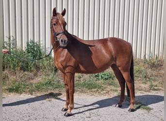 German Riding Pony, Mare, 5 years, 14,1 hh, Chestnut-Red