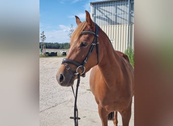 German Riding Pony, Mare, 5 years, 14,1 hh, Chestnut-Red