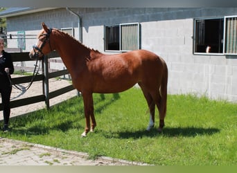 German Riding Pony, Mare, 5 years, 14,1 hh, Chestnut-Red