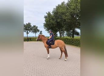 German Riding Pony, Mare, 5 years, 14.1 hh, Chestnut-Red