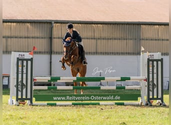 German Riding Pony, Mare, 5 years, 14.1 hh, Chestnut-Red