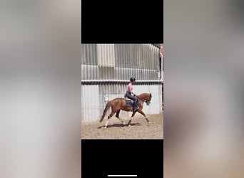 German Riding Pony, Mare, 5 years, 14.1 hh, Chestnut-Red