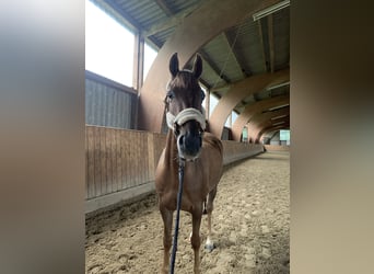 German Riding Pony, Mare, 5 years, 14.1 hh, Chestnut