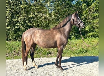 German Riding Pony, Mare, 5 years, 14.1 hh