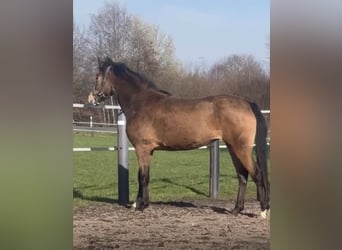 German Riding Pony, Mare, 5 years, 14,1 hh, Dun