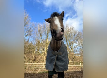 German Riding Pony, Mare, 5 years, 14,1 hh, Dun