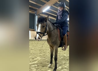 German Riding Pony, Mare, 5 years, 14,1 hh, Dun