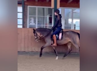 German Riding Pony, Mare, 5 years, 14,1 hh, Dun