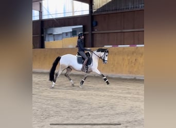 German Riding Pony, Mare, 5 years, 14.1 hh, Dun