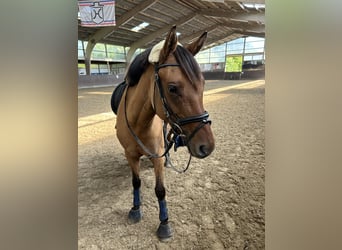 German Riding Pony, Mare, 5 years, 14,1 hh, Dun