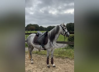 German Riding Pony Mix, Mare, 5 years, 14.1 hh, Gray-Dapple