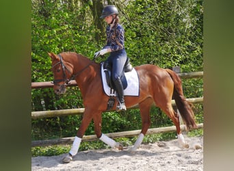 German Riding Pony, Mare, 5 years, 14.1 hh