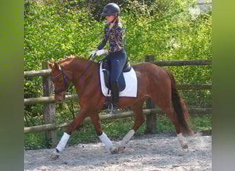 German Riding Pony, Mare, 5 years, 14.1 hh
