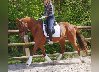 German Riding Pony, Mare, 5 years, 14.1 hh