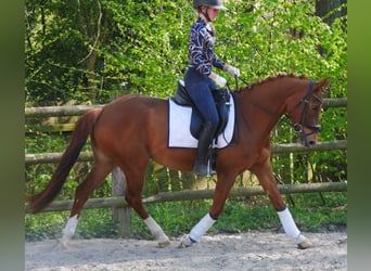 German Riding Pony, Mare, 5 years, 14.1 hh