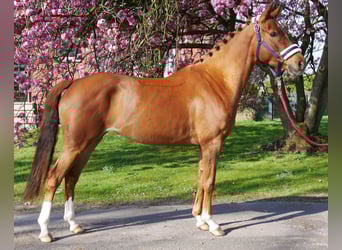German Riding Pony, Mare, 5 years, 14.1 hh