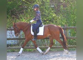 German Riding Pony, Mare, 5 years, 14.1 hh