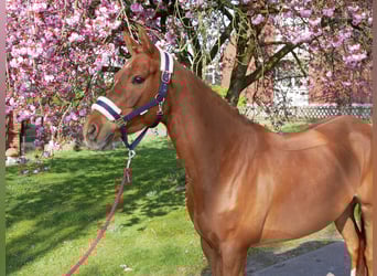 German Riding Pony, Mare, 5 years, 14.1 hh