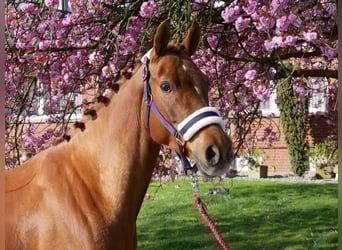 German Riding Pony, Mare, 5 years, 14.1 hh