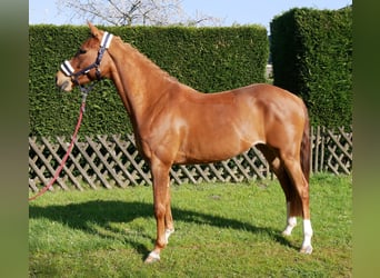 German Riding Pony, Mare, 5 years, 14.1 hh