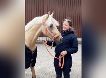 German Riding Pony, Mare, 5 years, 14.1 hh, Palomino German Riding Pony, Mare, 5 years, 14.1 hh, Palomino