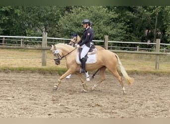 German Riding Pony, Mare, 5 years, 14.1 hh, Palomino German Riding Pony, Mare, 5 years, 14.1 hh, Palomino