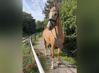 German Riding Pony, Mare, 5 years, 14,1 hh, Palomino