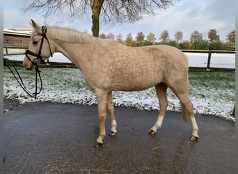 German Riding Pony, Mare, 5 years, 14,1 hh, Palomino