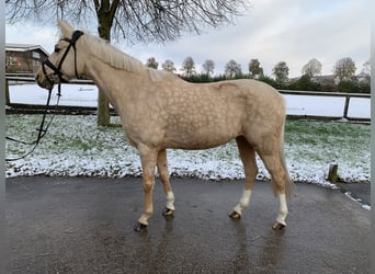 German Riding Pony, Mare, 5 years, 14,1 hh, Palomino