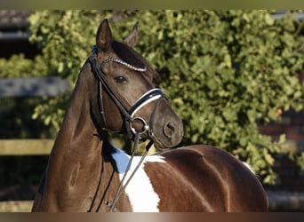 German Riding Pony, Mare, 5 years, 14.1 hh, Pinto