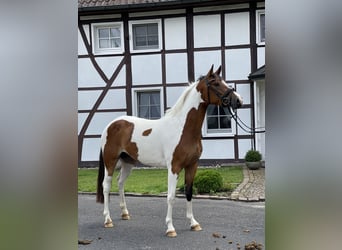 German Riding Pony, Mare, 5 years, 14.1 hh, Pinto