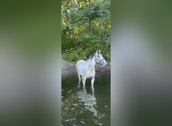 German Riding Pony, Mare, 5 years, 14.1 hh, Pinto German Riding Pony, Mare, 5 years, 14.1 hh, Pinto