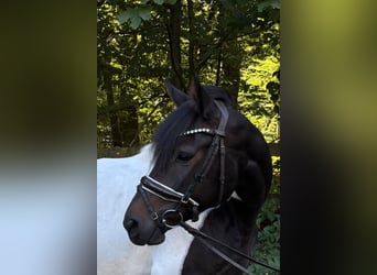 German Riding Pony, Mare, 5 years, 14.1 hh, Pinto