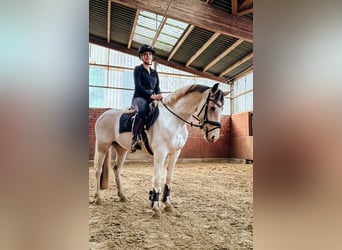 German Riding Pony, Mare, 5 years, 14,1 hh, Pinto