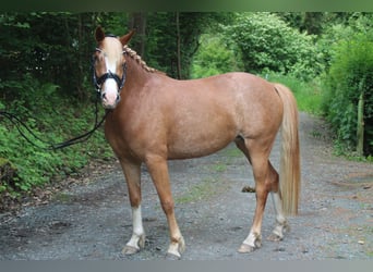 German Riding Pony, Mare, 5 years, 14.1 hh, Roan-Red