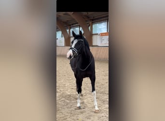 German Riding Pony, Mare, 5 years, 14.1 hh, Smoky-Black