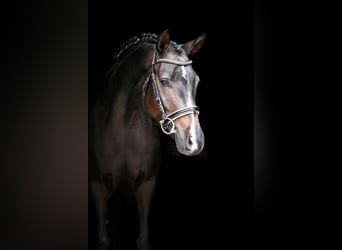 German Riding Pony, Mare, 5 years, 14.1 hh, Smoky-Black