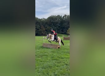 German Riding Pony, Mare, 5 years, 14.1 hh, Tobiano-all-colors