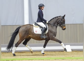 German Riding Pony, Mare, 5 years, 14.2 hh, Bay-Dark