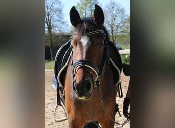 German Riding Pony, Mare, 5 years, 14.2 hh, Bay-Dark