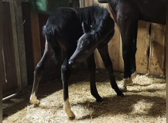 German Riding Pony, Mare, 5 years, 14.2 hh, Black