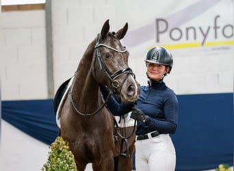 German Riding Pony, Mare, 5 years, 14.2 hh, Black